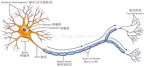 来源: http://blog.csdn.net/zzwu/article/details/574931